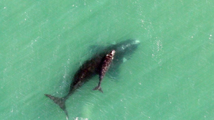 A southern right whale and calf.