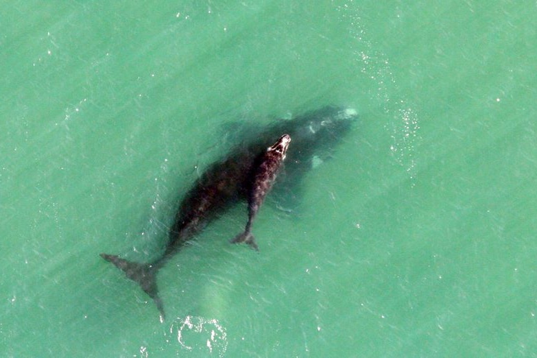 A southern right whale and calf.