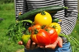Close-up of woman holding home-grown tomatoes, cucumbers and carrots for a story about growing veggies.