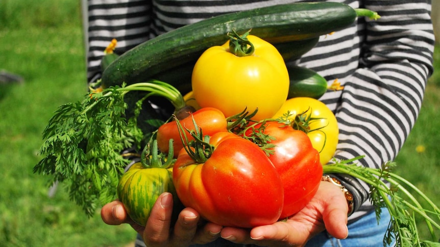 Close-up of woman holding home-grown tomatoes, cucumbers and carrots in a garden setting.