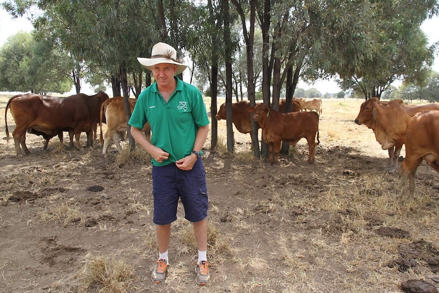 A man stands in a paddock of cattle.