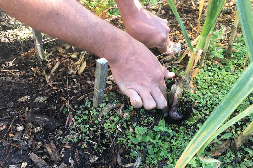 A garlic bulb is harvested from James Stanistreet's  back yard in South Lismore, northern New South Wales