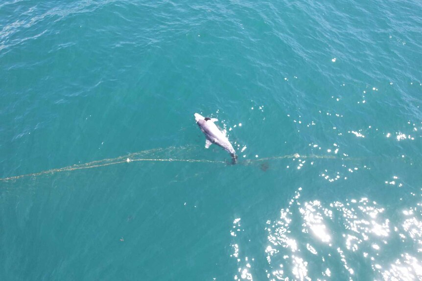 Image of a dolphin dead in a shark net in the ocean
