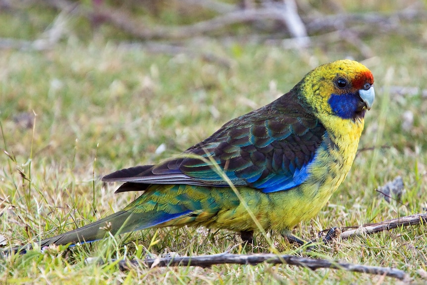 A green rosella on the ground