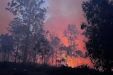 Forest with fire glow in background during bushfire.