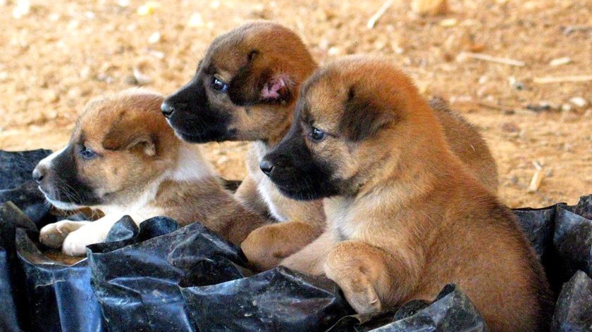 Three puppies.