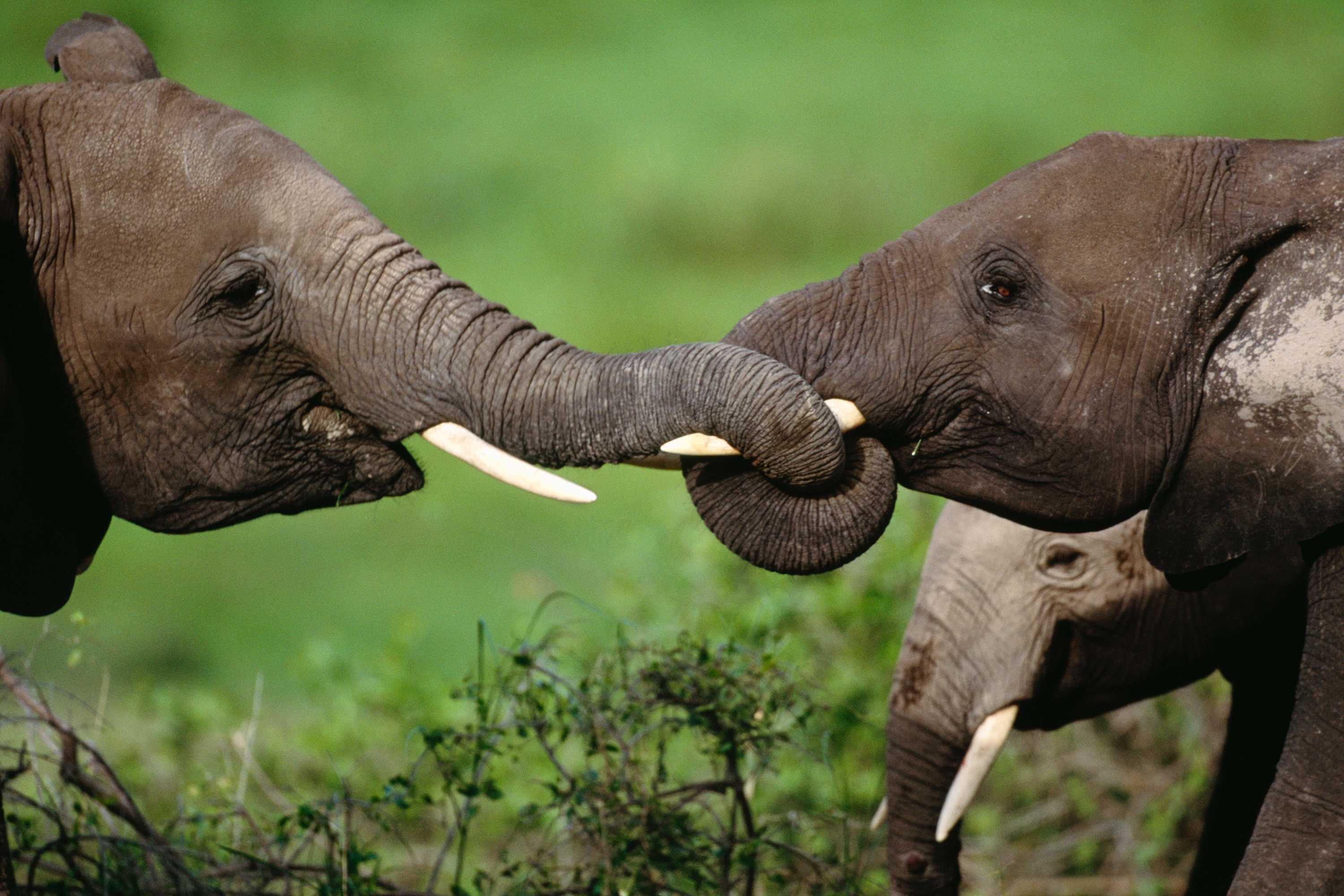African elephants entwine their trunks
