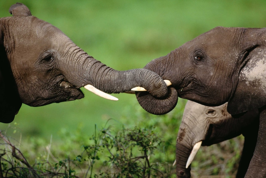 African elephants entwine their trunks