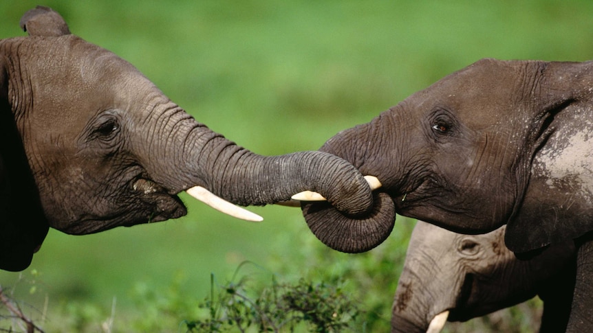 African elephants entwine their trunks