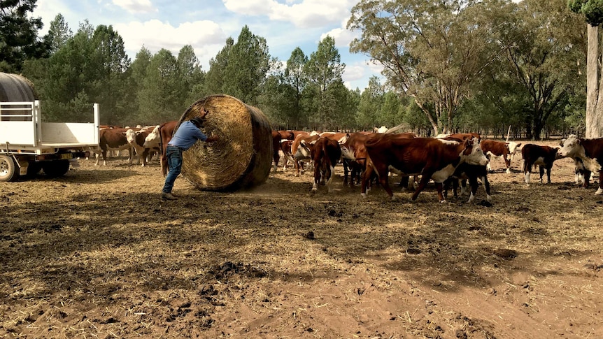 Cattle being fed