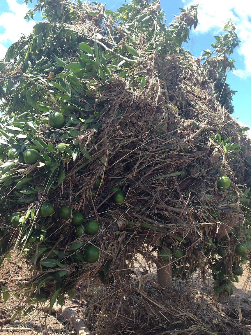 Citrus tree covered with flood debris on grower Ken Roth's property at Gayndah