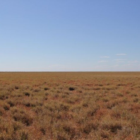 mitchell grass plains stretch to the horizon.