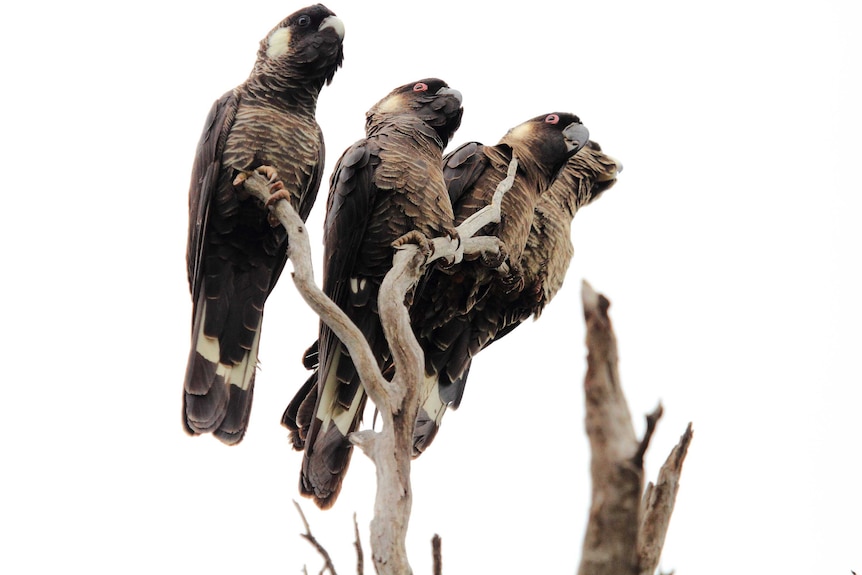 Four Carnaby's black cockatoos sitting on a branch.