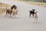 A group of large dogs runs down a suburban street.
