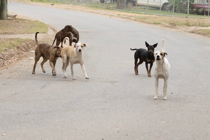 A group of large dogs runs down a suburban street.