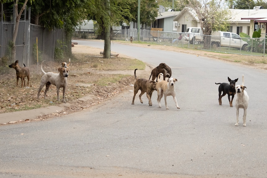A group of large dogs runs down a suburban street.