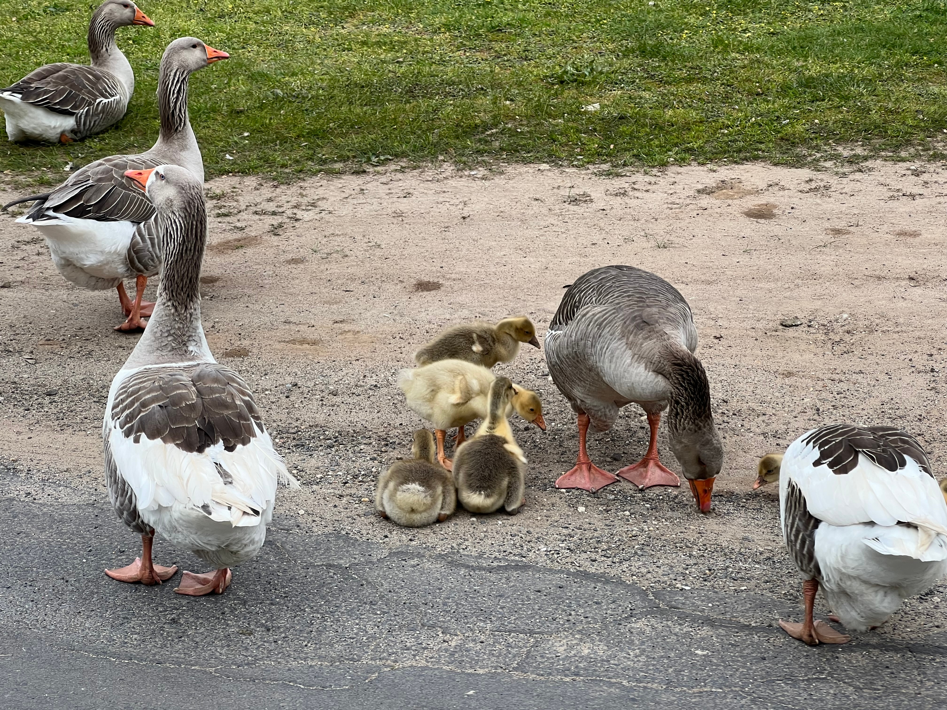Goslings and geese on the side of a road.