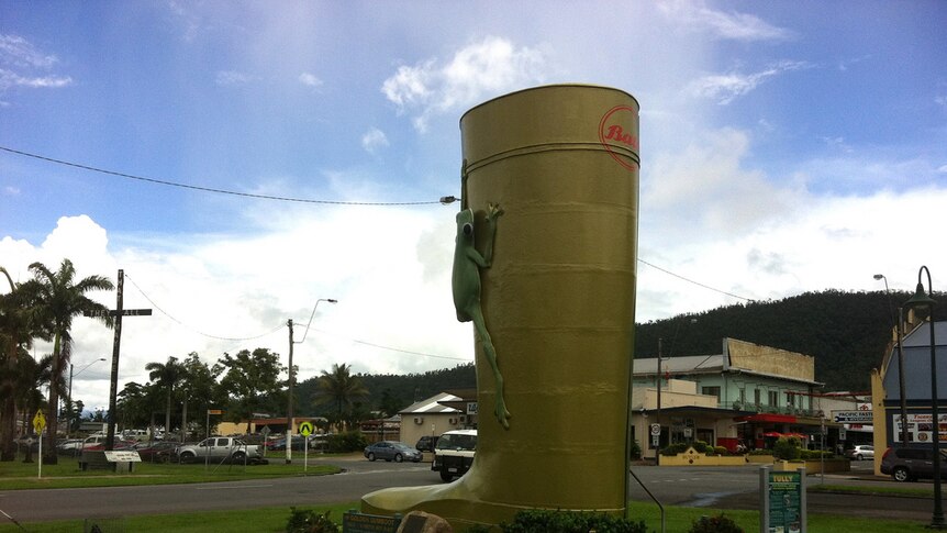 Golden gumboot in Tully in far north Queensland