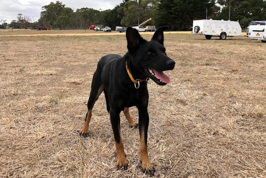 A black kelpie with brown paws stands looking slightly off-camera.