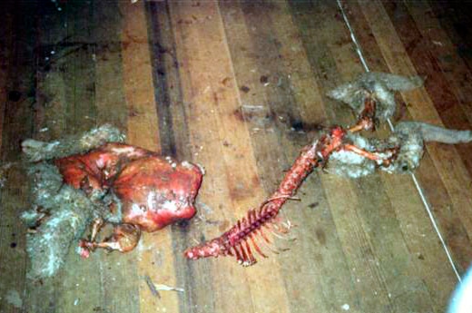 Sheep's spine and guts torn apart lay on a wooden floor.