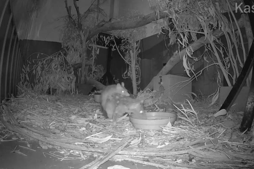 A night vision still of a spotted, northern quoll with a young quoll on its back