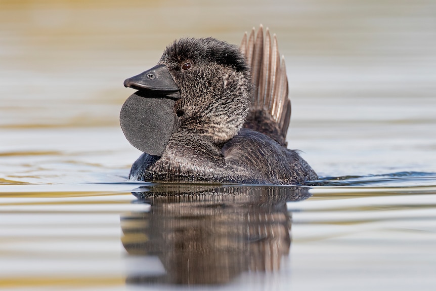 A dark grey-coloured bird sits on the water.