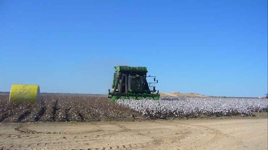 Cotton Picking Corbett Tritton