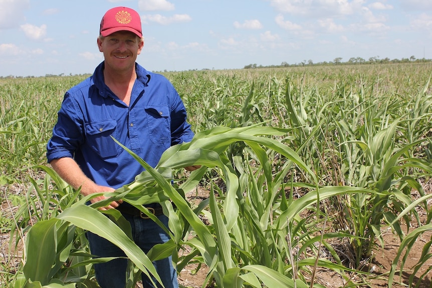 Nikko Lord admires his sorghum crop