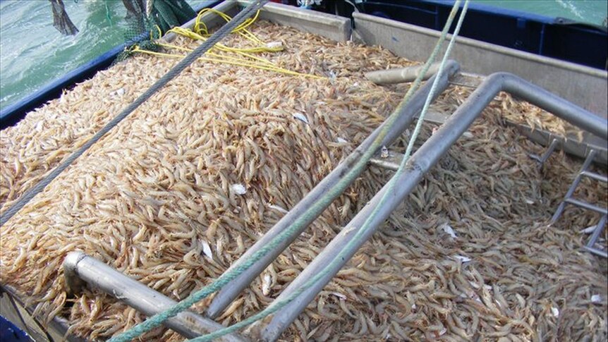 Banana prawns spill over the sorting tray on a Gulf trawler