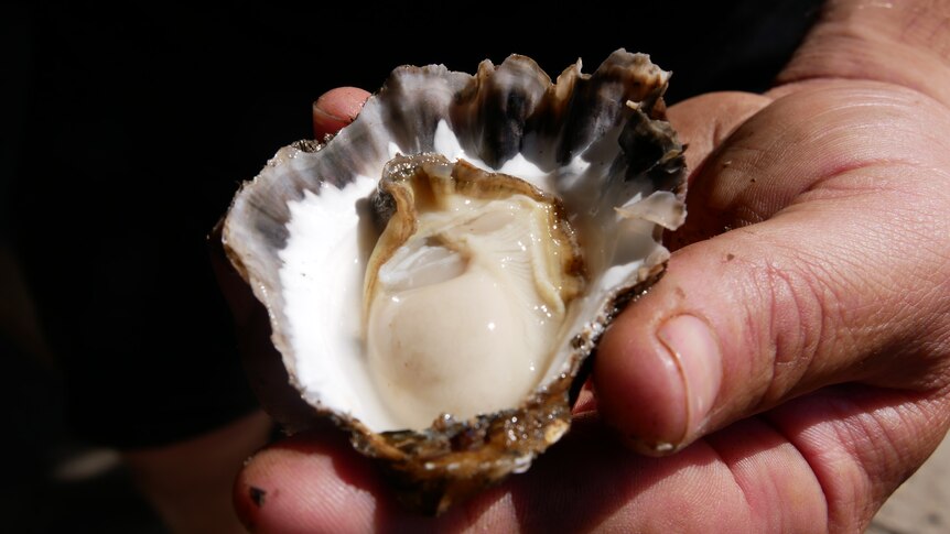 Close up of a juicy oyster in man's hand. 