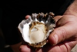 Close up of a juicy oyster in man's hand. 