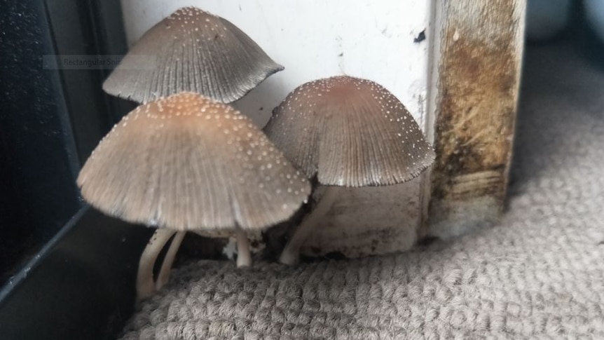 Mushrooms sprouting inside a house near a doorway.