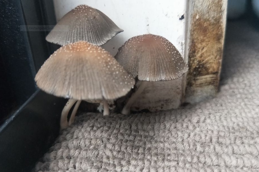 Mushrooms sprouting inside a house near a doorway.