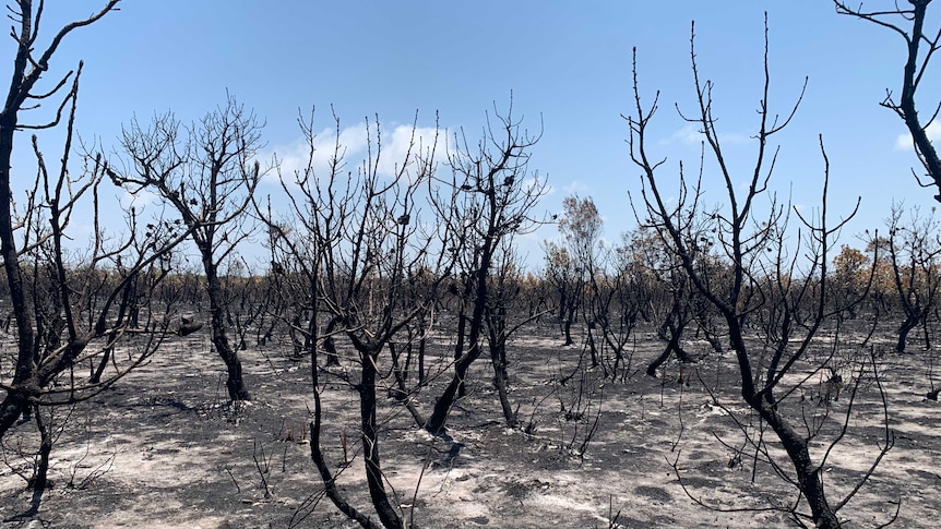 a landscape shot of a burnt fire ground. The ground is ash, there's no leaves on the trees with blackened branches. A sunny sky