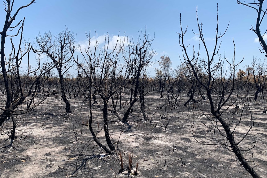 a landscape shot of a burnt fire ground. The ground is ash, there's no leaves on the trees with blackened branches. A sunny sky