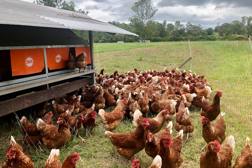 Lots of red chickens inside an electric fence near a commercial chicken 'tractor'.