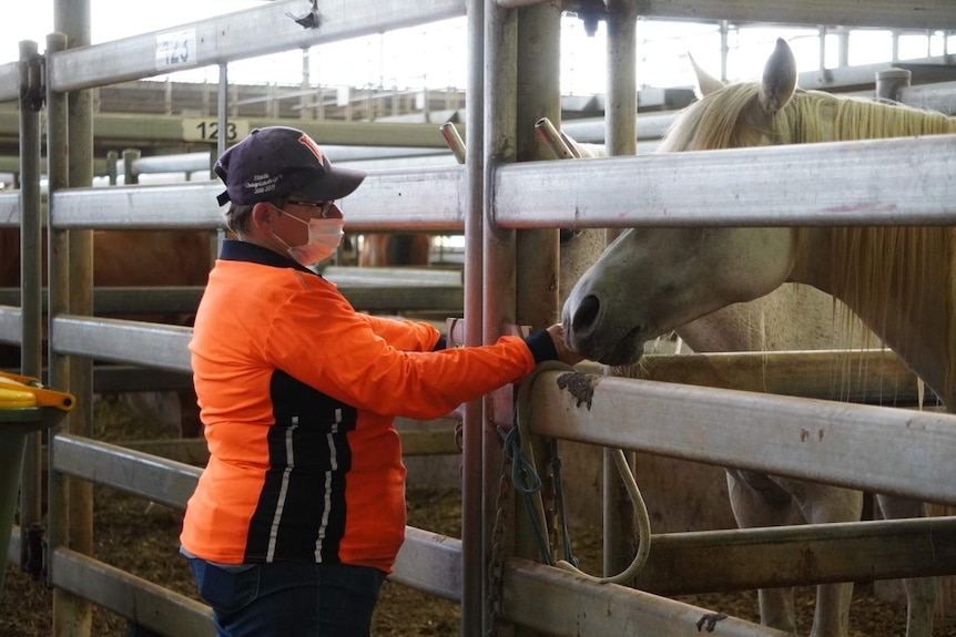 Sharleen Hall, wearing a mask, comforts her horse through a railing.