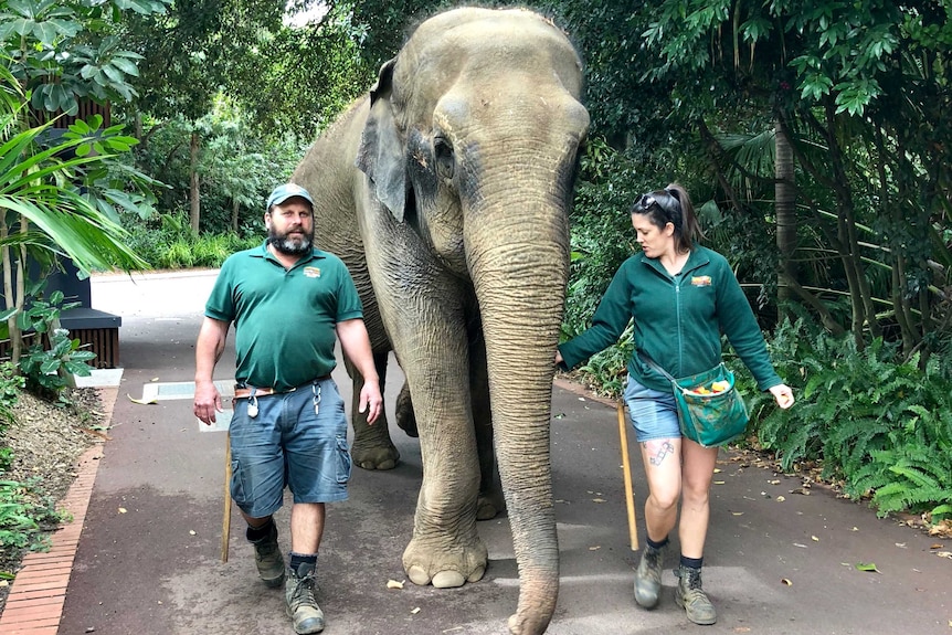 A large Asian elephant walking down a path with two humans.