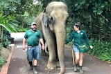 A large Asian elephant walking down a path with two humans.
