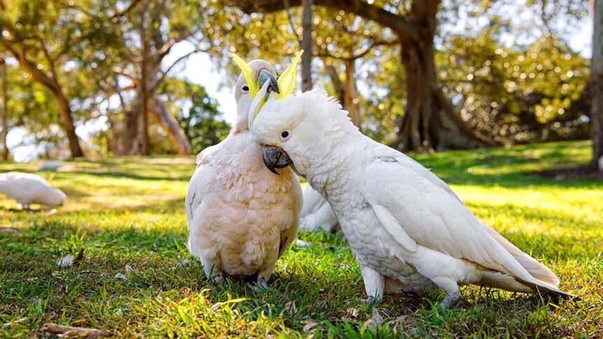 A cockatoo grooms another cockatoo's comb.