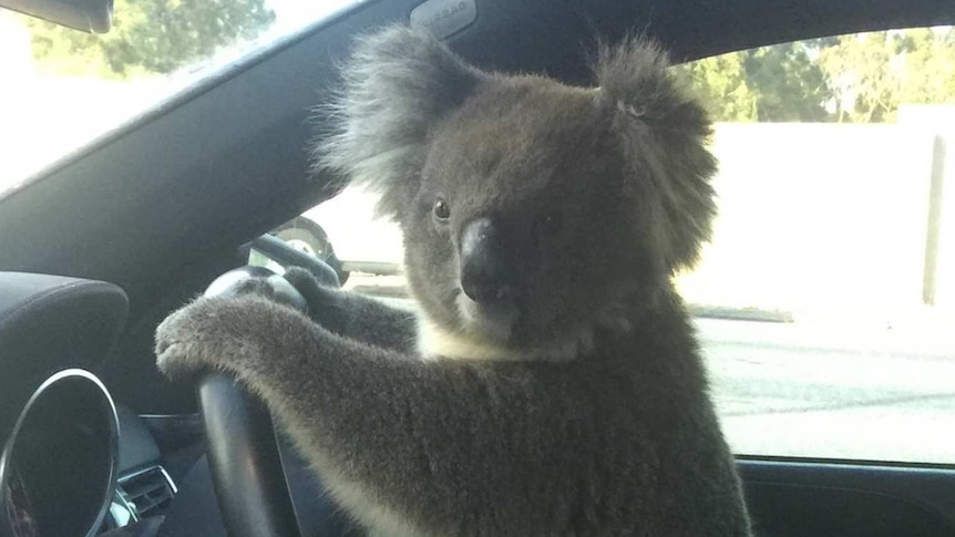 A koala clings to the steering of a car