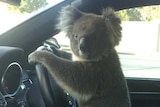 A koala clings to the steering of a car