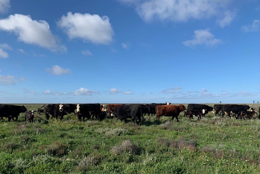 Cattle grazing in a paddock underneath a blue sky.