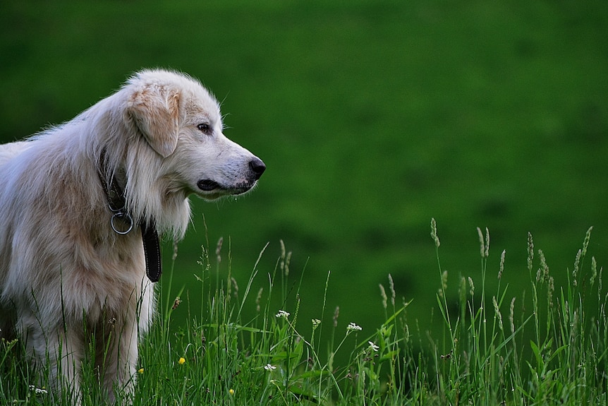 A white dog stands in profile in long green grass