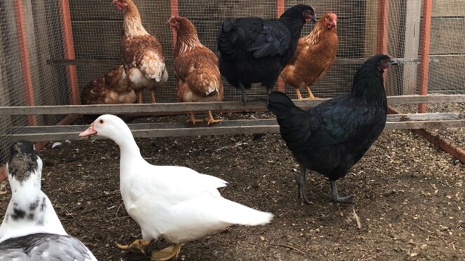 Ducks and chickens in an urban market garden.