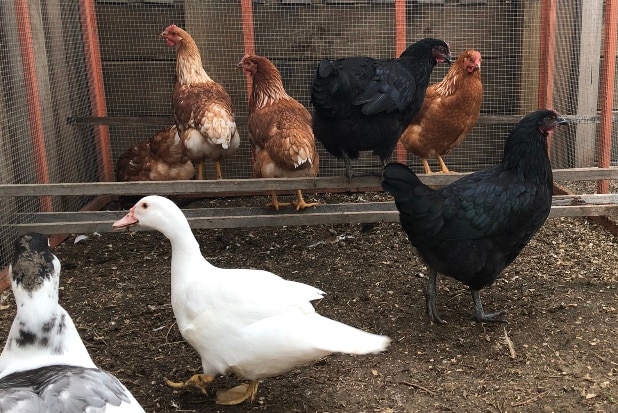 Ducks and chickens in an urban market garden.