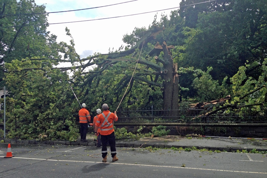 Workers remove a fallen tree