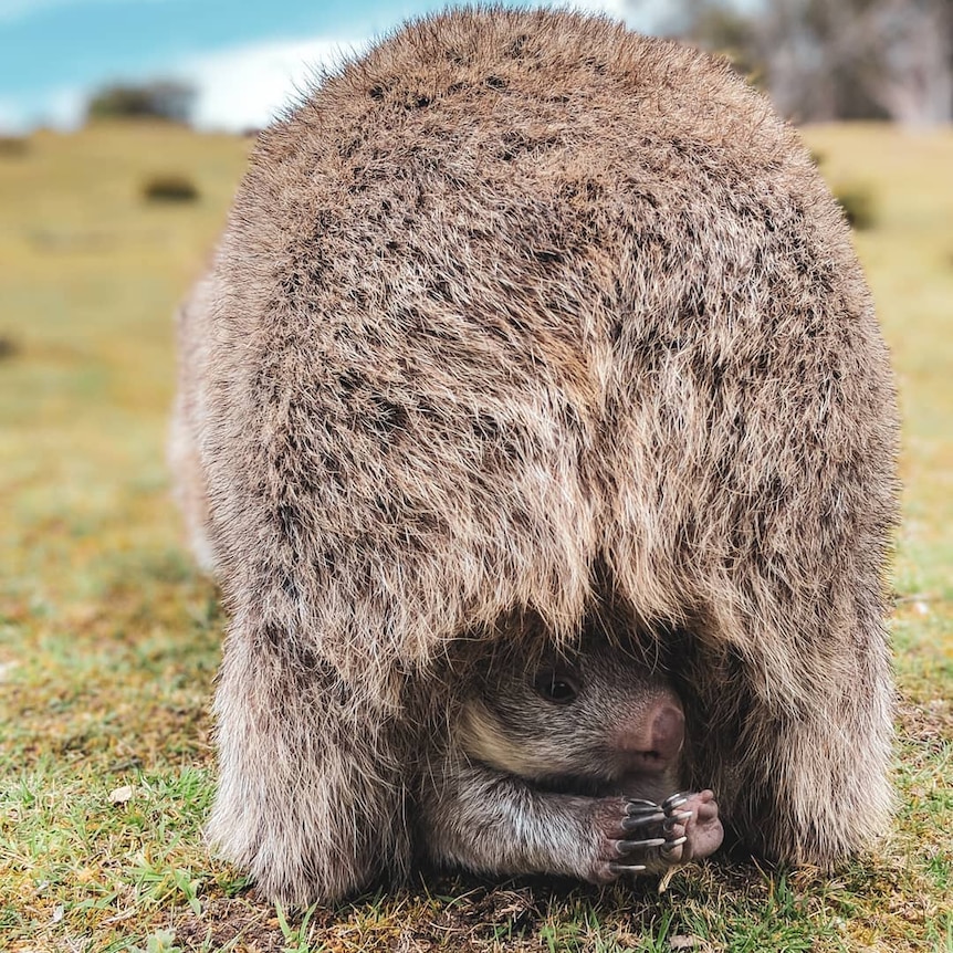 A young wombat looks out from under its mother.