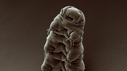 An adult tardigrade is seen in sepia against a sepia background. It has eight legs and its face is looking upwards.