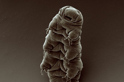 An adult tardigrade is seen in sepia against a sepia background. It has eight legs and its face is looking upwards.